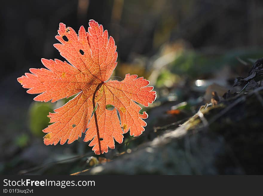 Red leaf in an autumn wood