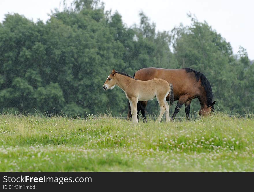 Young horse in the rain