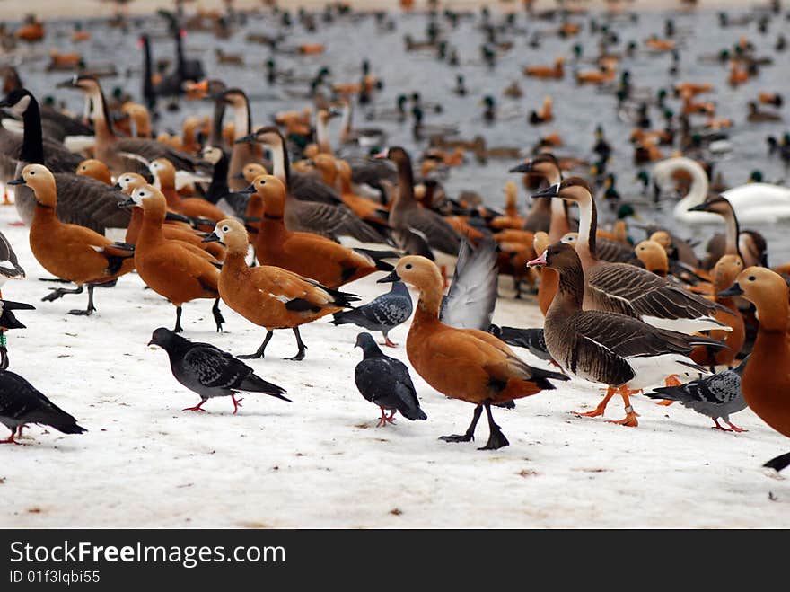 The duck in the lakes. The duck in the lakes