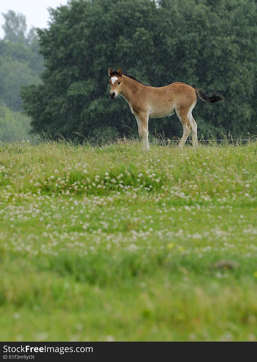 Young horse in the rain