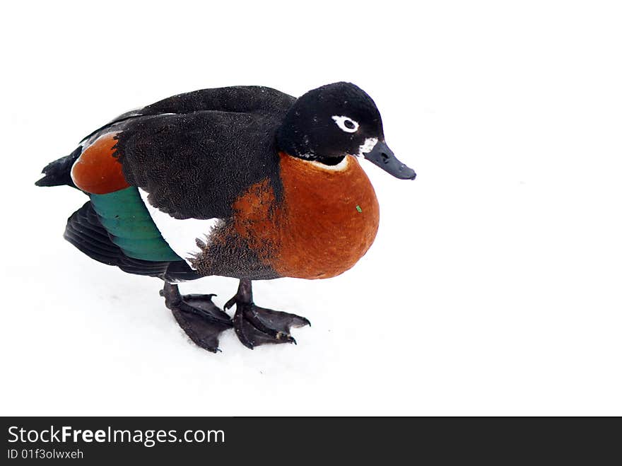 Duck in front of a white background