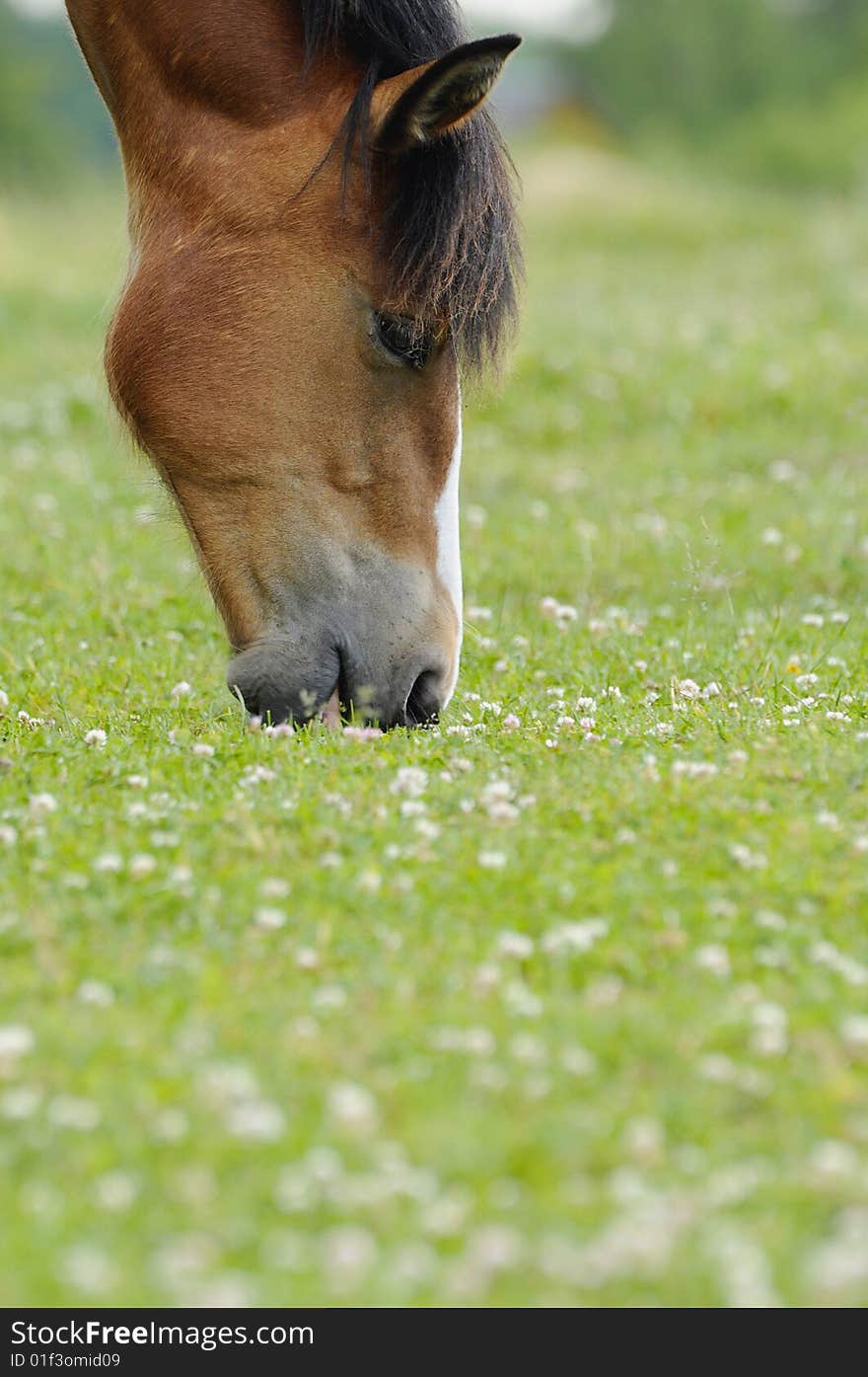 Horse eats green field grass. Horse eats green field grass