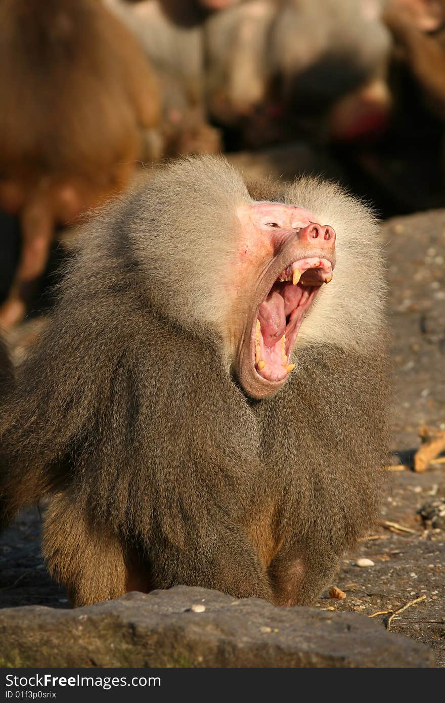 Male Baboon Yawning