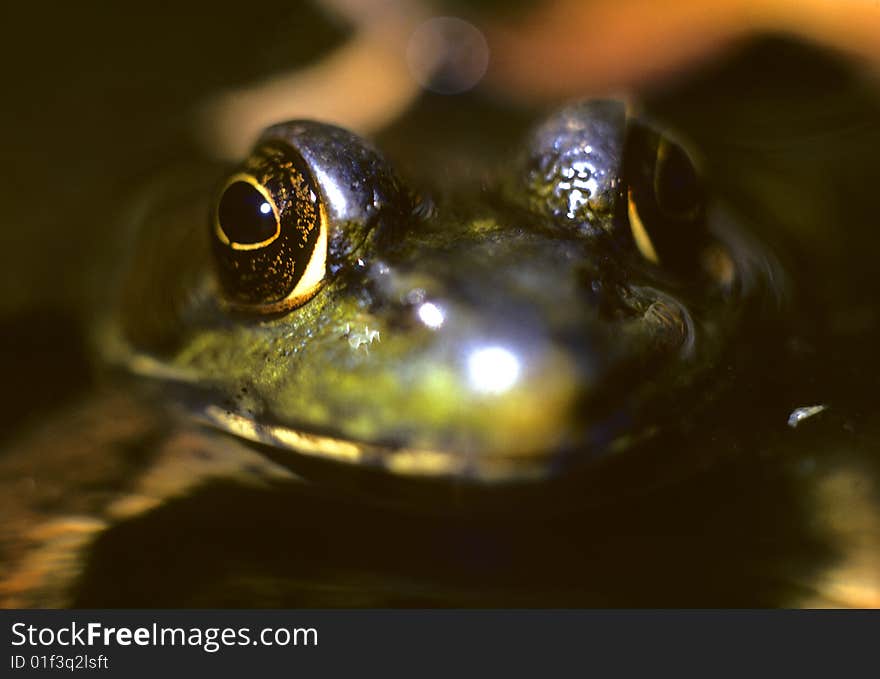 Macro photography of pond frog. Macro photography of pond frog