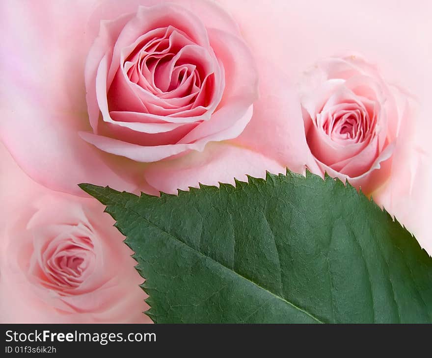 Pink roses