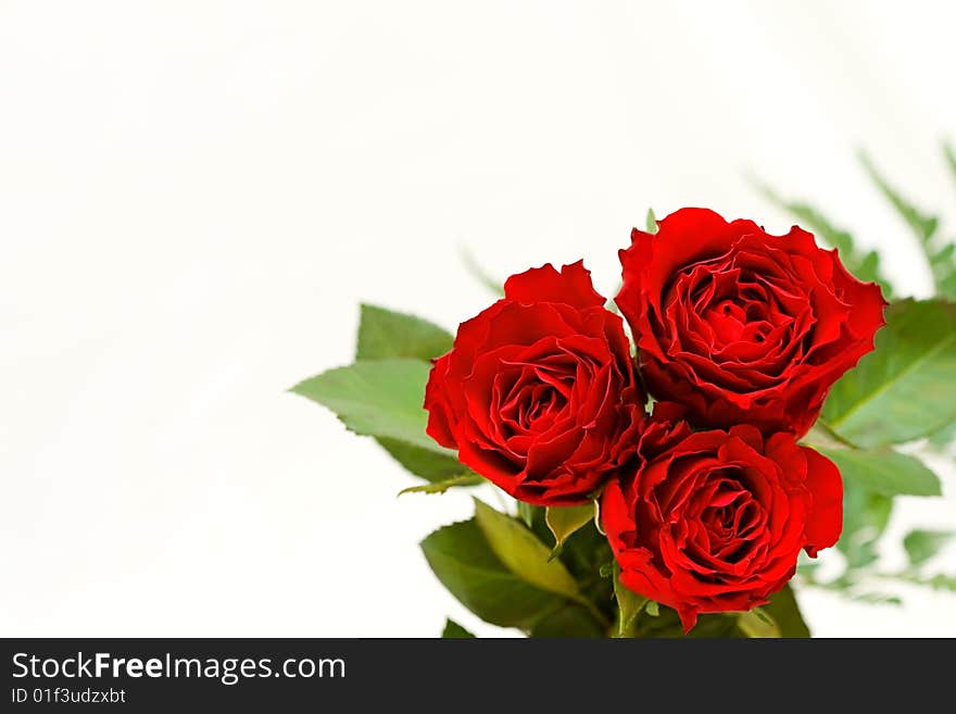 Image of three red roses on a white background with some place for text message. Image of three red roses on a white background with some place for text message.