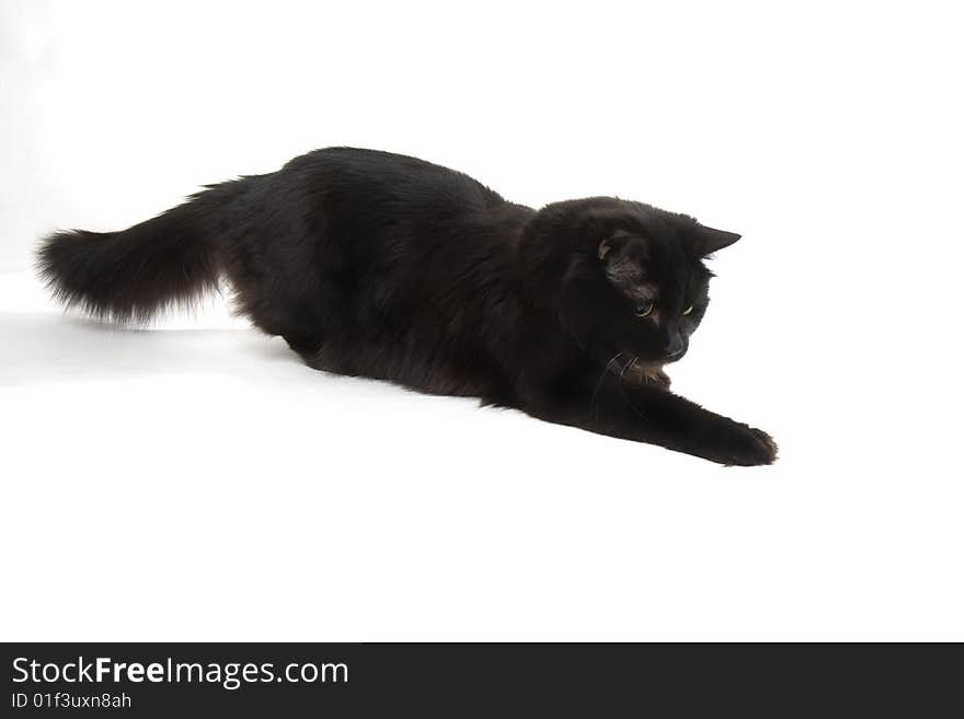 Black Cat On A White Background