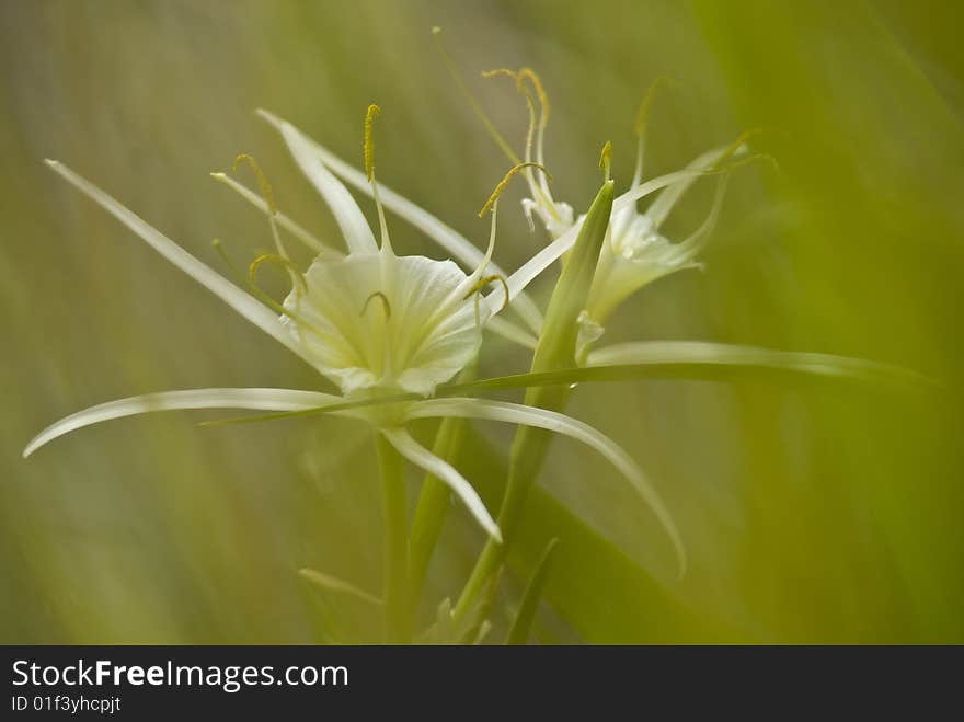 Spider Lily