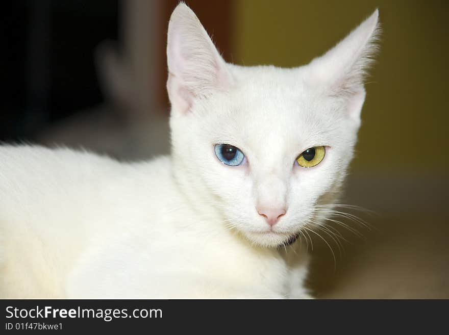 Cat With Different Colored Eyes