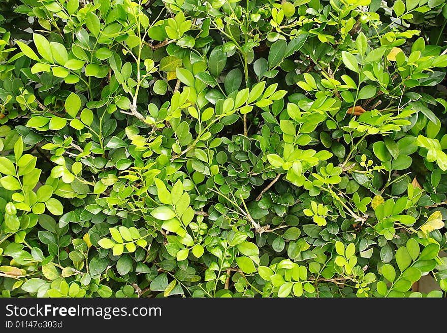 Green leaves