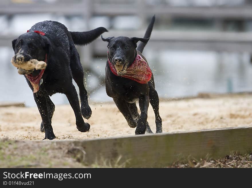 Two black Labradors play on the sand