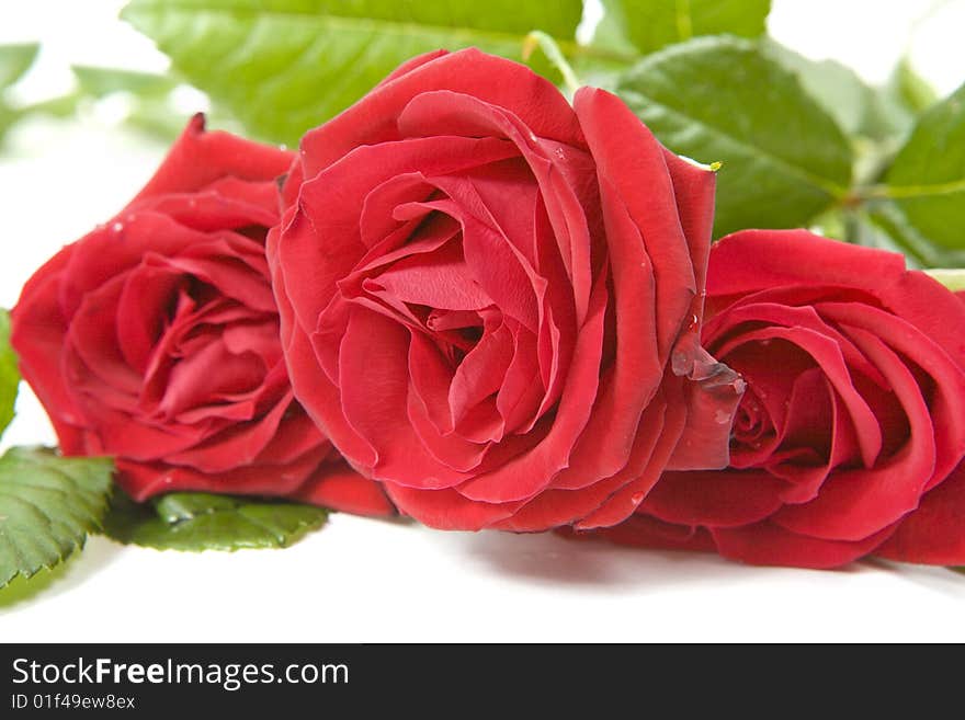 Beautiful red roses on a white background