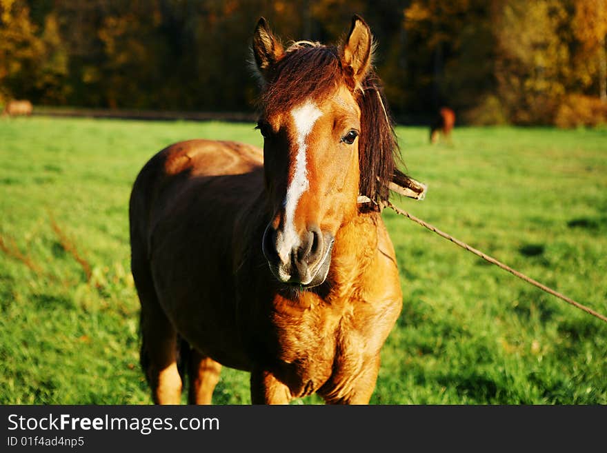 Grazing horse eating the grass.