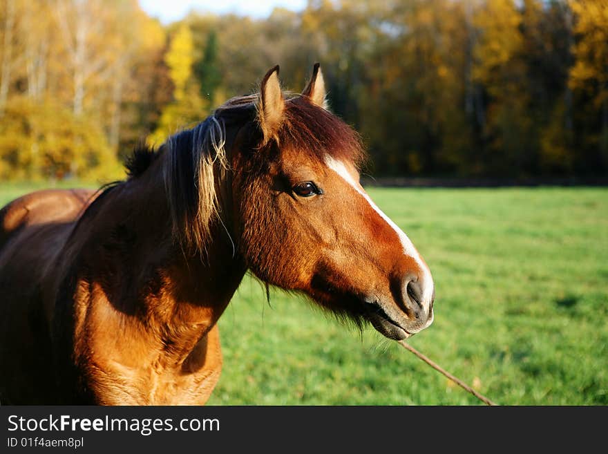 Grazing horse eating the grass.