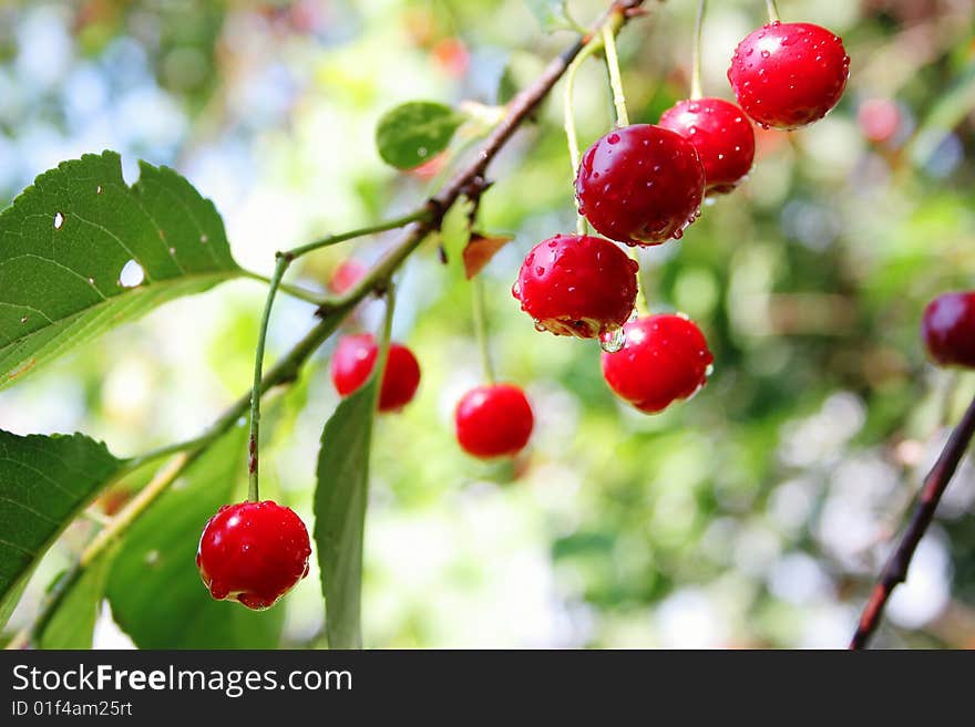 Red cherries with water drops