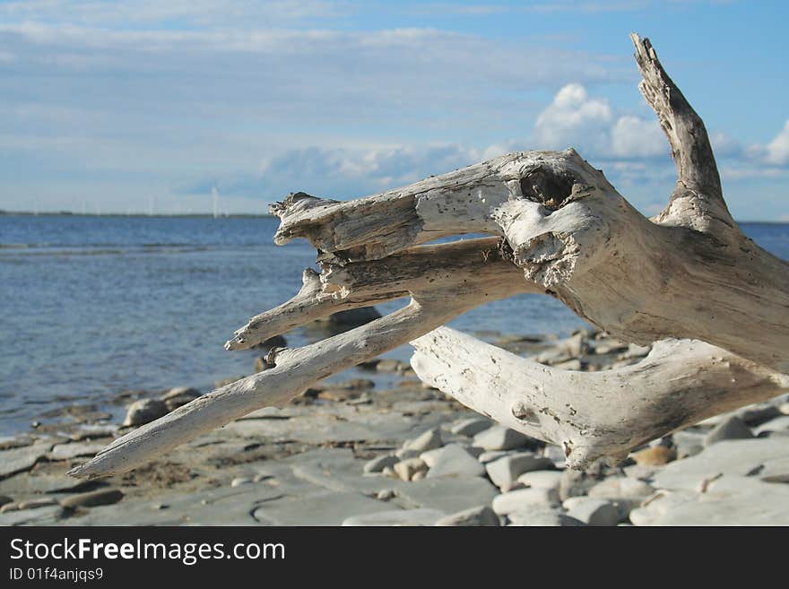 Log on the beach