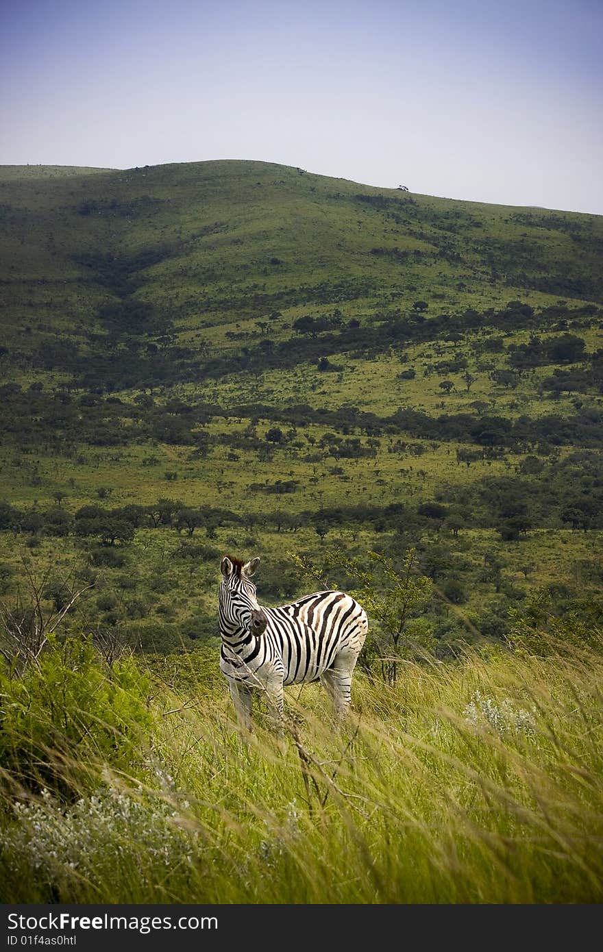 Wild Zebra in Africa