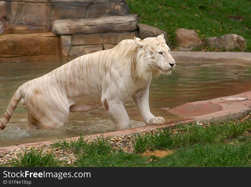 Asian albino tiger wading in water. Asian albino tiger wading in water