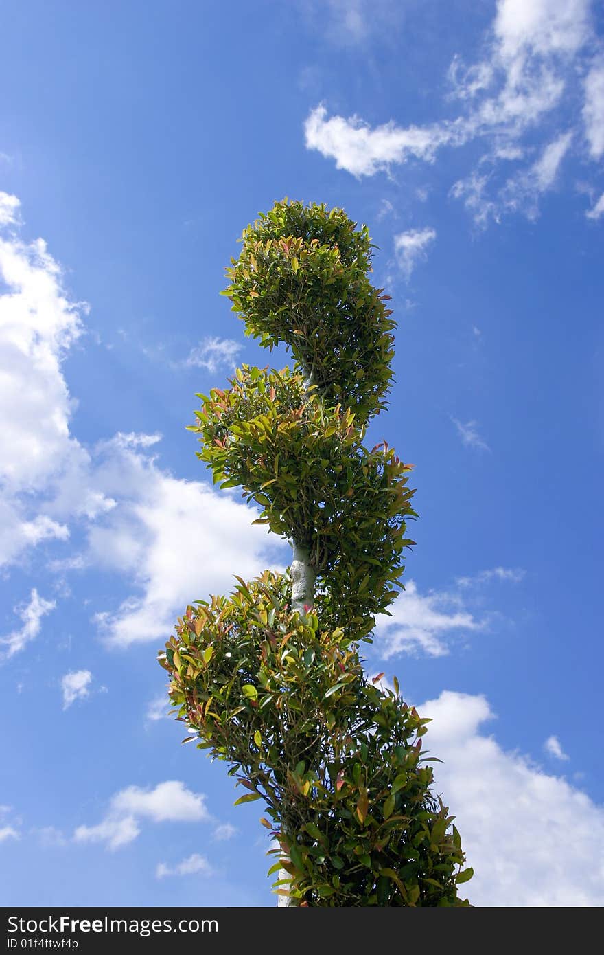 Spiral topiary standing tall into a blue sky. Spiral topiary standing tall into a blue sky