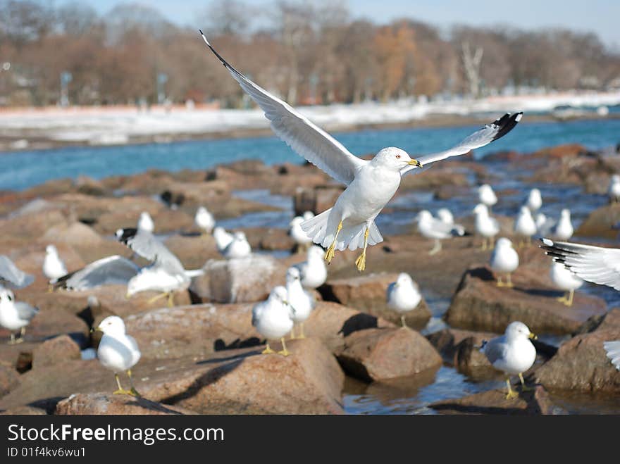 Picture of one seagull frlying. Picture of one seagull frlying