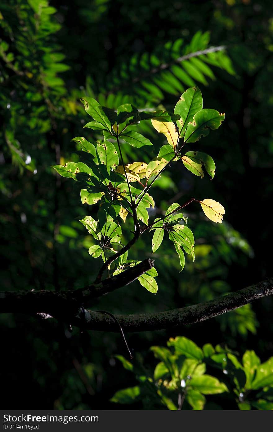 Green leaves with sunlight