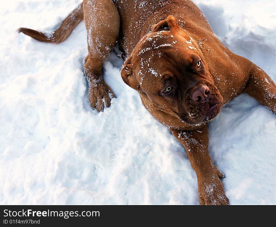 Dogue de Bordeaux