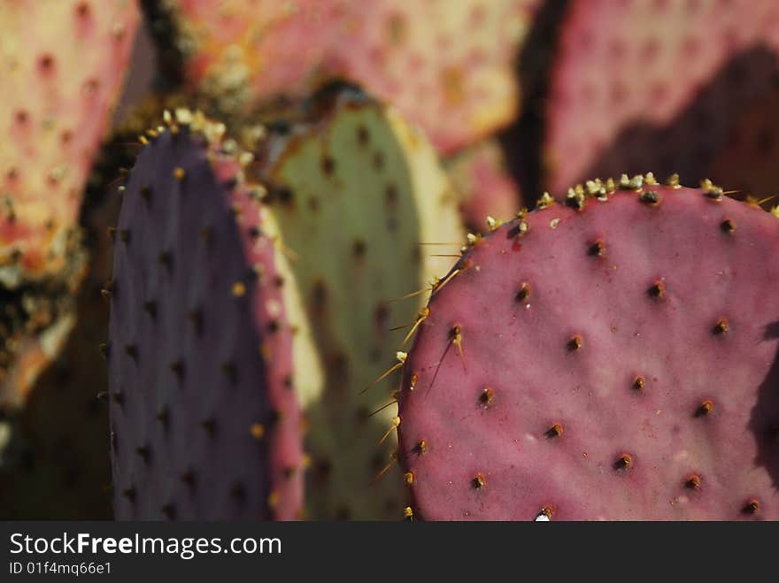 Colored Cactus