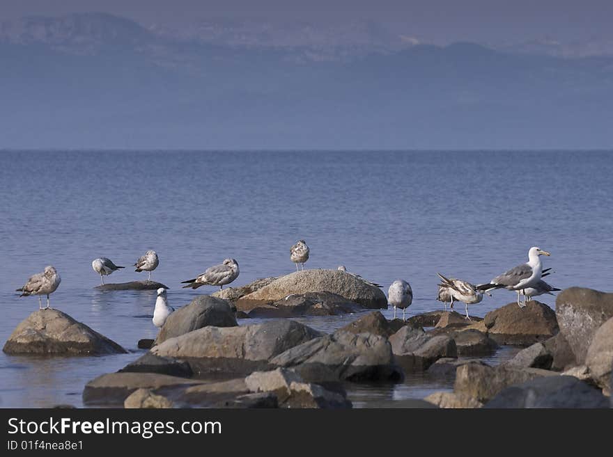 Sea Gulls