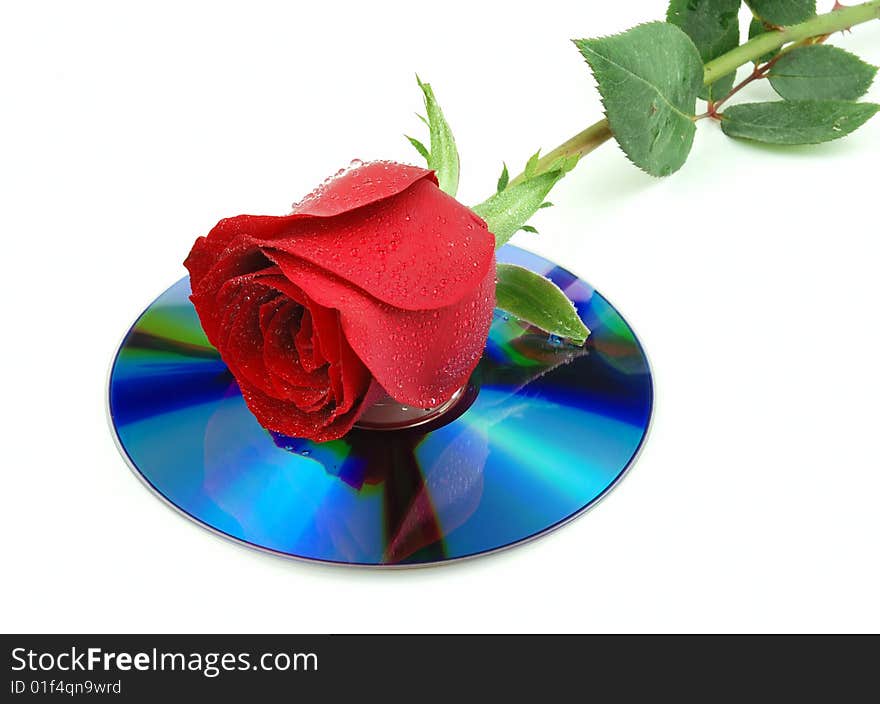 Dewy Red Rose over Disk Isolated on white background