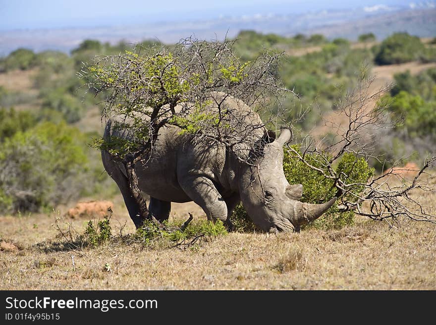 Rhino in the Bush