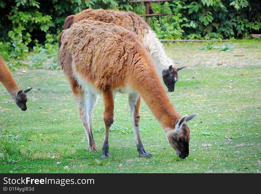 Mum, the daddy and the child of the llama eat a grass. Mum, the daddy and the child of the llama eat a grass