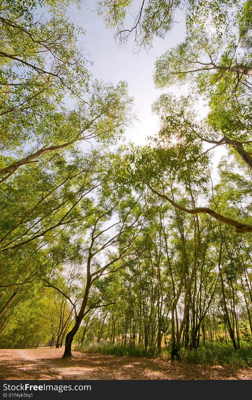 Inward slanting tree trunks lining an avenue in the woods with a solitary tree growing in the midst of the way. Inward slanting tree trunks lining an avenue in the woods with a solitary tree growing in the midst of the way