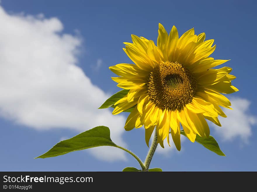 Sunflower on a background of the blue sky