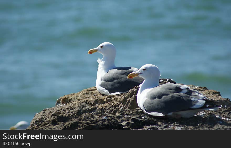 A pair of seagulls perched on a rock near the water in Ventura, CA