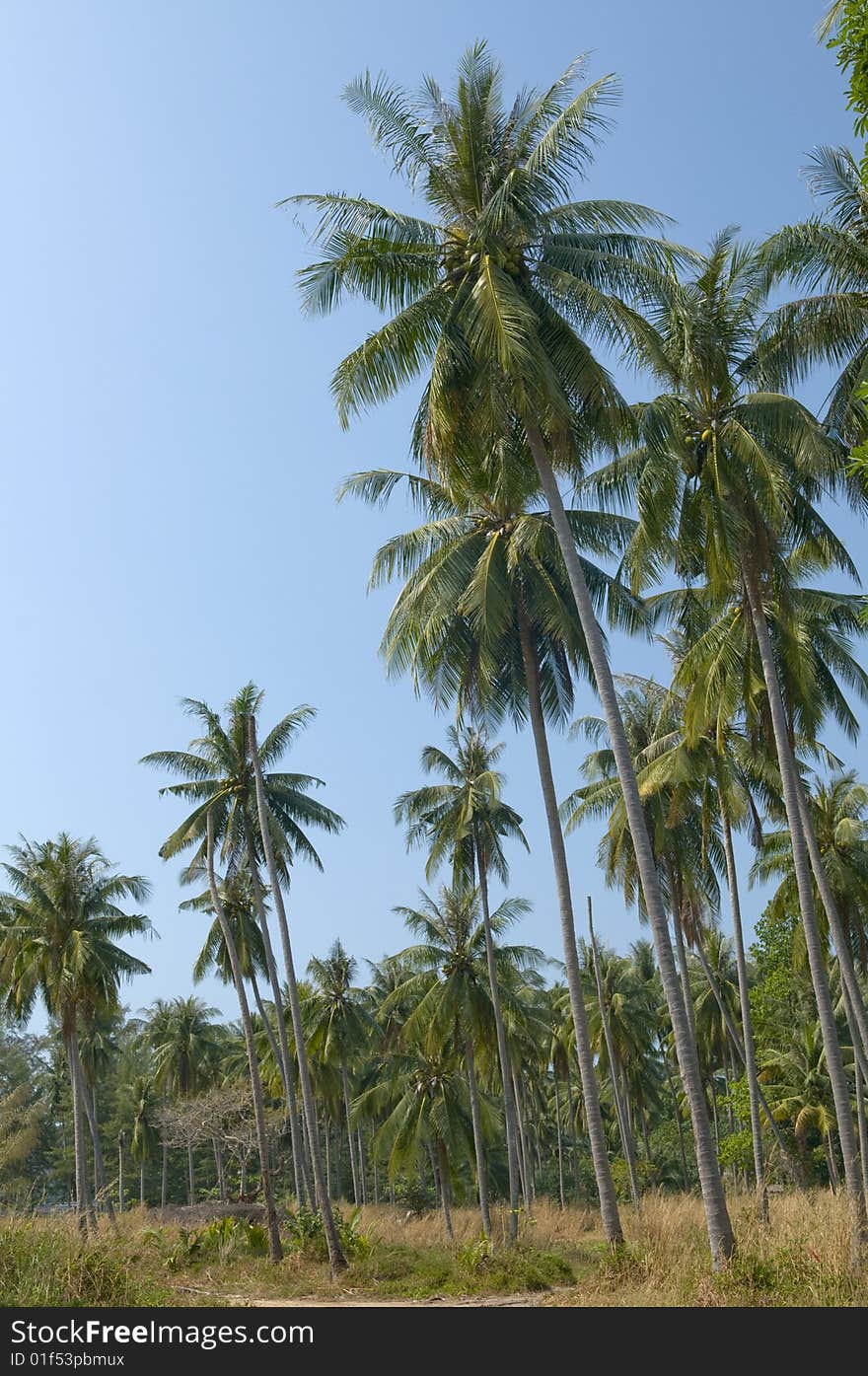 Coconut palm trees. Thailand. Jungle.