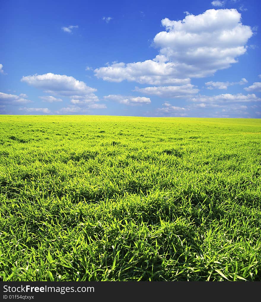 Field on a background of the blue sky