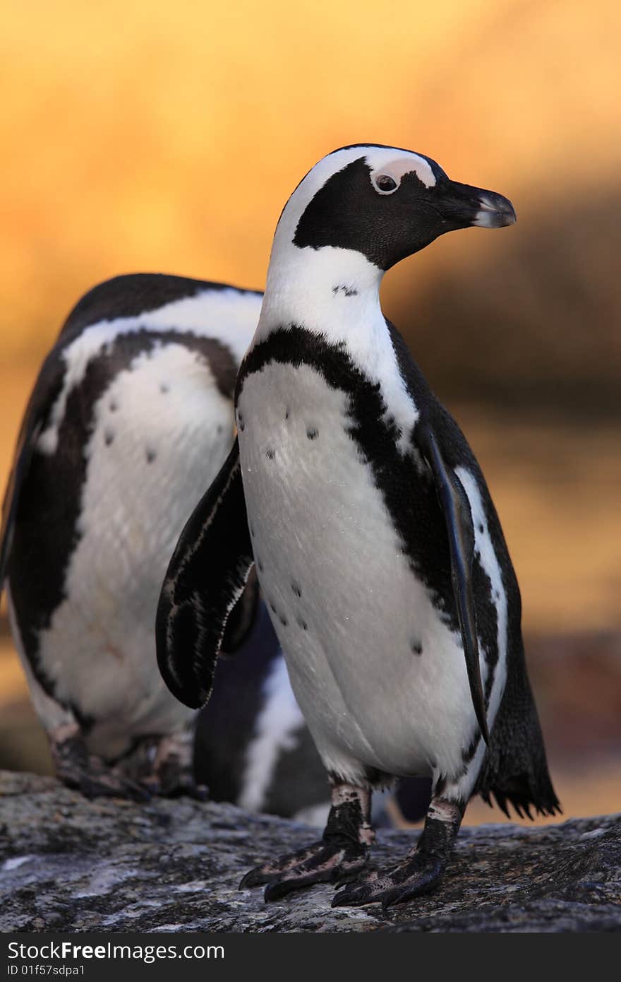 Inquisitive Penguin on Boulders Beach at sunrise. Inquisitive Penguin on Boulders Beach at sunrise.