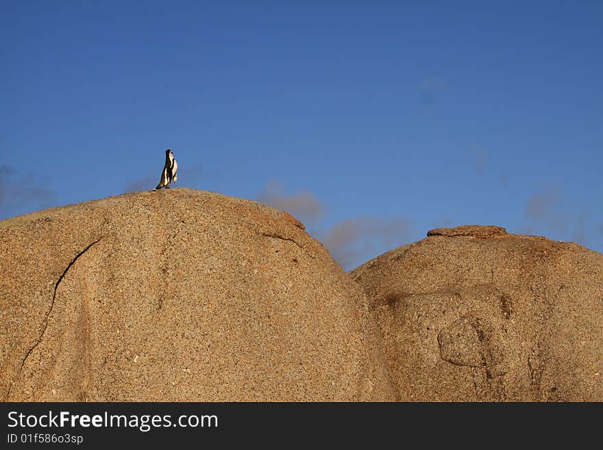 A little penguin on top of the world at boulders beach South Africa. A little penguin on top of the world at boulders beach South Africa