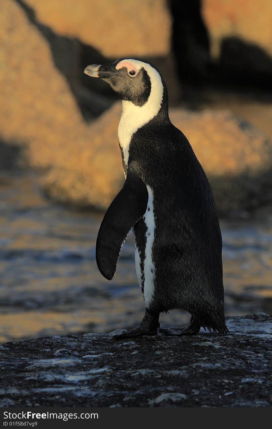 Penguins going fishing at Boulders Beach South Africa. Penguins going fishing at Boulders Beach South Africa