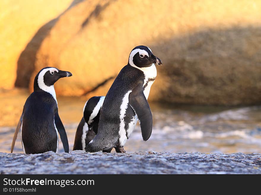 Three penguin on boulders Beach South Africa. Three penguin on boulders Beach South Africa