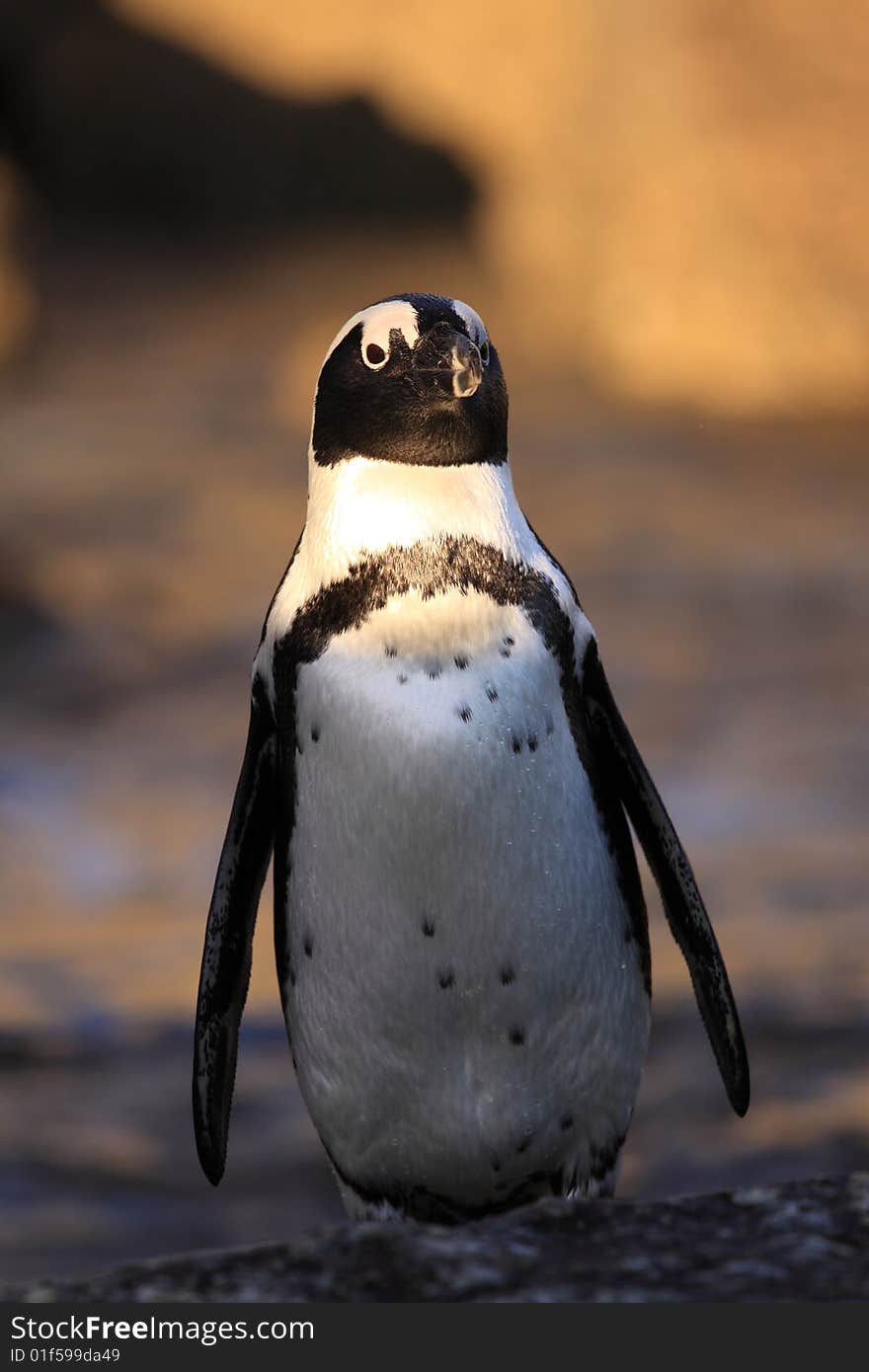 African Penguins