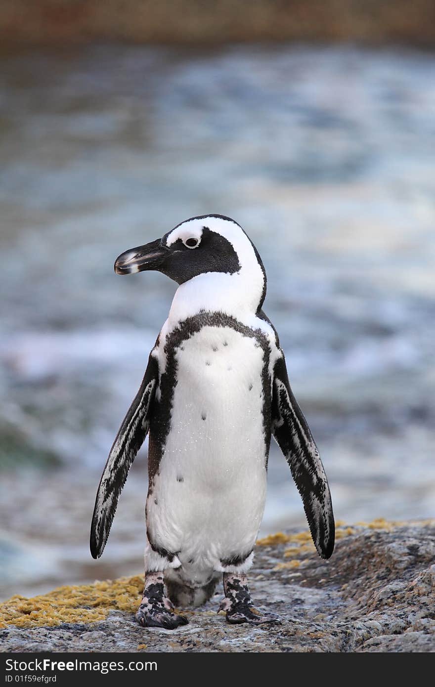 Penguin streaching for its morning fishing expedition. Penguin streaching for its morning fishing expedition