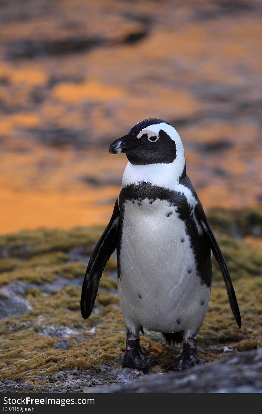 Penguin on boulders Beach South Africa at sun rise. Penguin on boulders Beach South Africa at sun rise