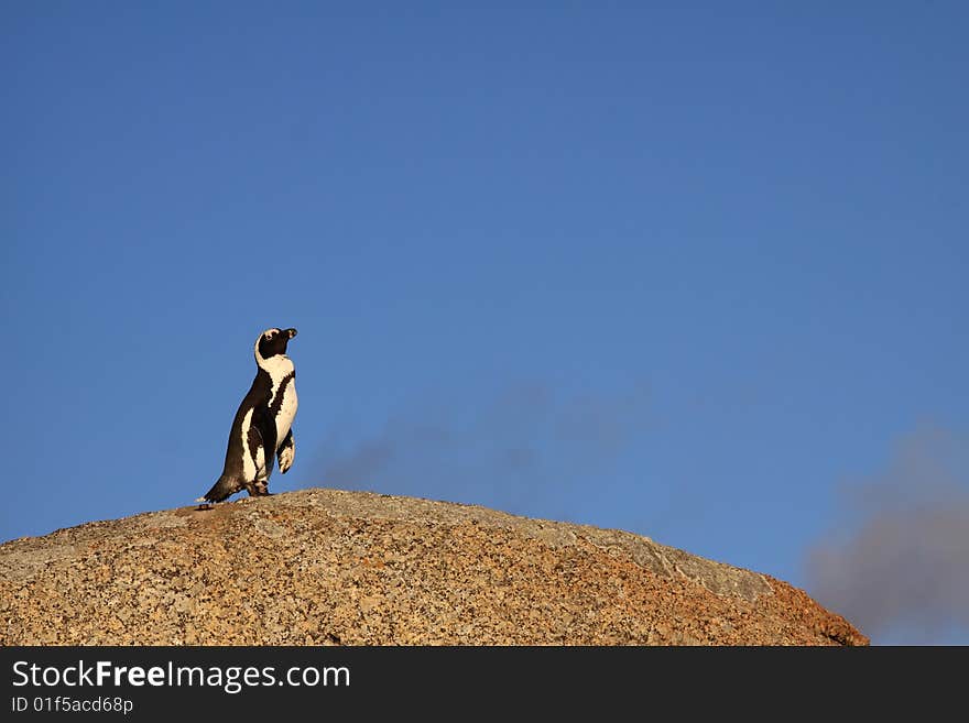 Penguin looking out for sharks at boulders beach South Africa. Penguin looking out for sharks at boulders beach South Africa