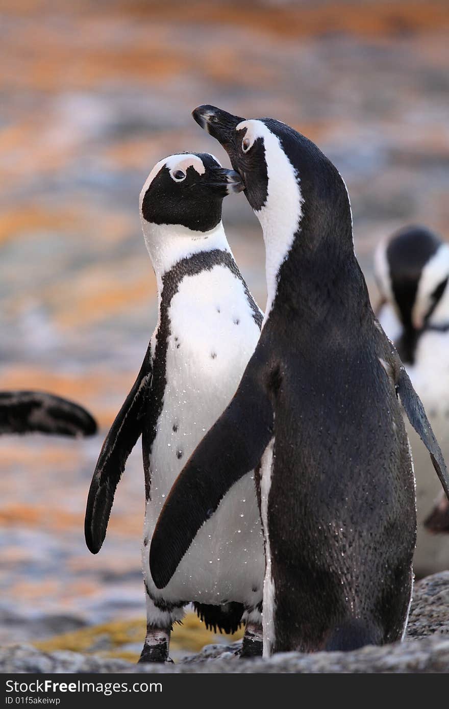 Two penguin courting on boulders beach South Africa. Two penguin courting on boulders beach South Africa