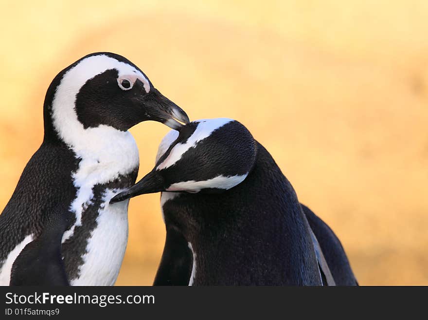 Two penguins preening each other on boulders beach South Africa. Two penguins preening each other on boulders beach South Africa