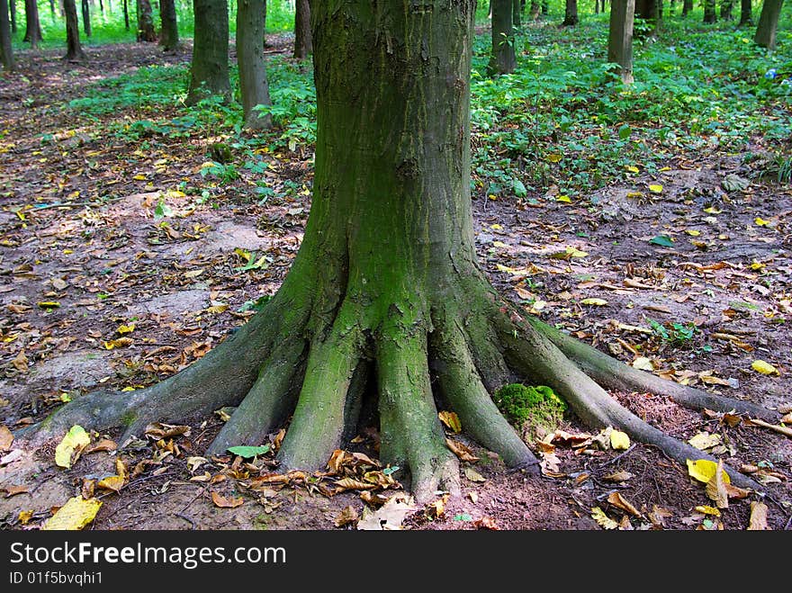 Trees in a  green rat in spring