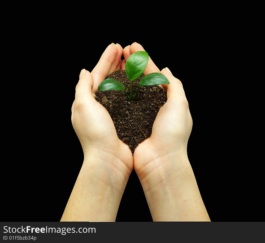 Hands holdings a little green plant on a black background. Hands holdings a little green plant on a black background