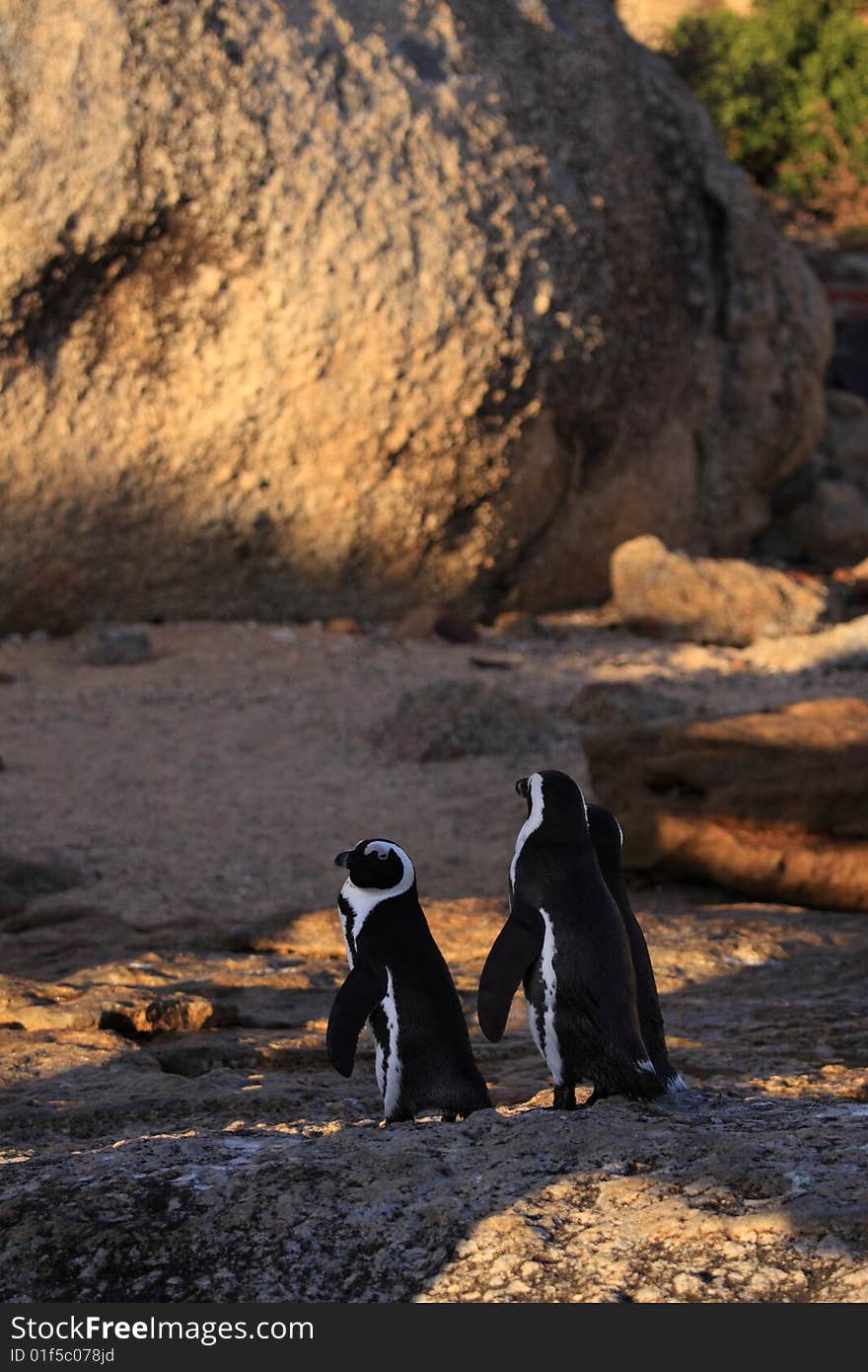 Three penguins walking down to the water at boulders beach South Africa. Three penguins walking down to the water at boulders beach South Africa