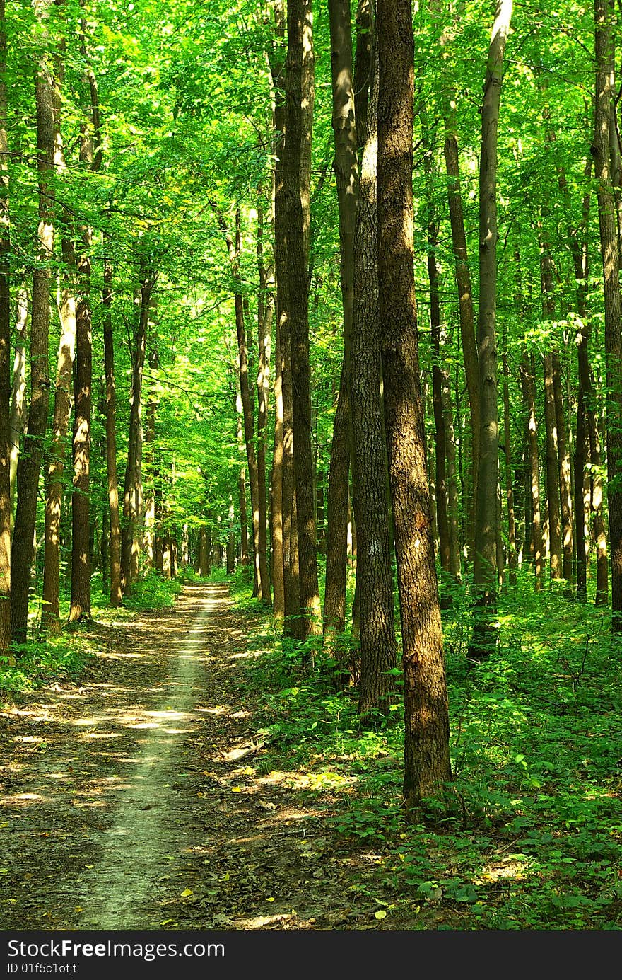 Path in summer green forest